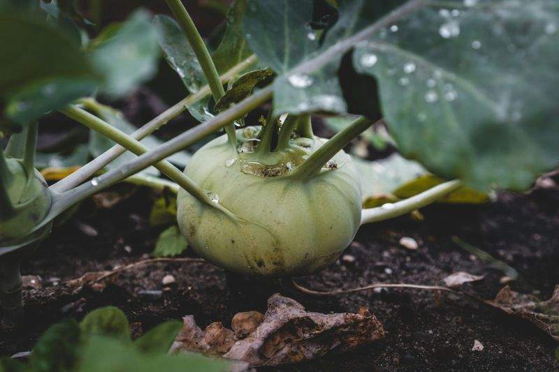 Grünraum Gartenpflege GmbH 1