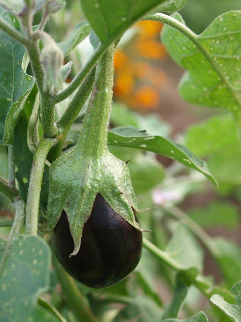 Grünraum Gartenpflege GmbH 15