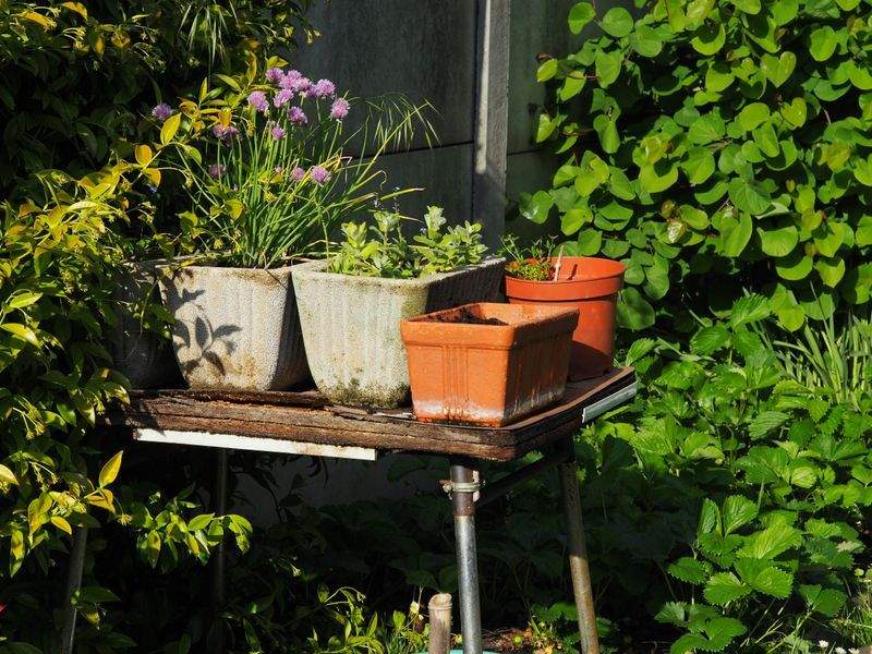 Grünraum Gartenpflege GmbH 4